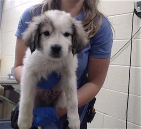 A baby small-sized male Anatolian Shepherd dog named Capri Sun for adoption in Denver, CO