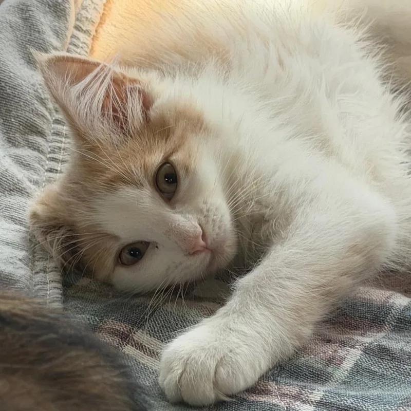 A baby small-sized female White Domestic Long Hair cat named Buffy for adoption in HERNANDO, MS