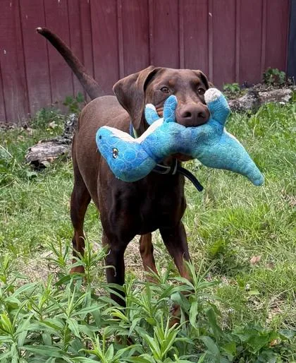 An adult large-sized male Doberman Pinscher dog named Cash for adoption in Morton Grove, IL