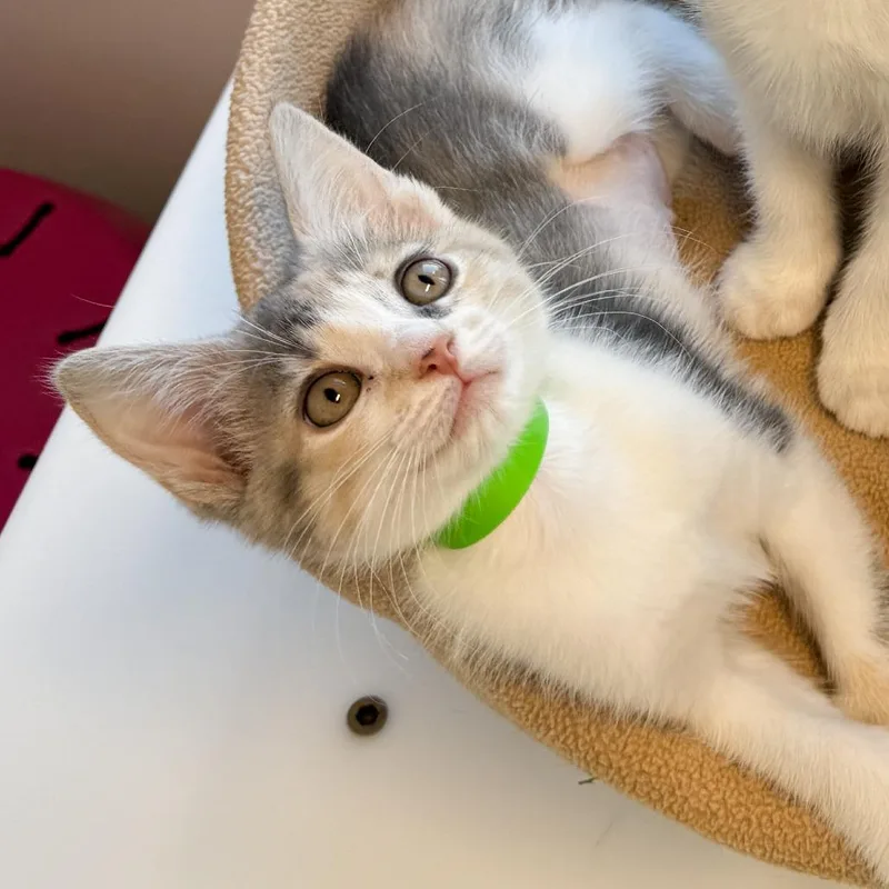 A baby small-sized female Gray / Blue / Silver Domestic Short Hair cat named Salsa for adoption in Fort Wayne, IN
