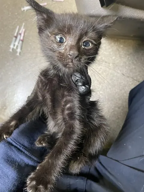 A young small-sized male Domestic Long Hair cat named Eddie for adoption in Stockton, CA