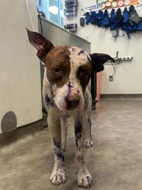A young medium-sized male Mixed Breed dog named Dotson for adoption in Dallas, TX