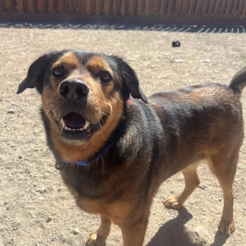 An adult large-sized male Brown / Chocolate Shepherd dog named Bear for adoption in Buena Vista, CO