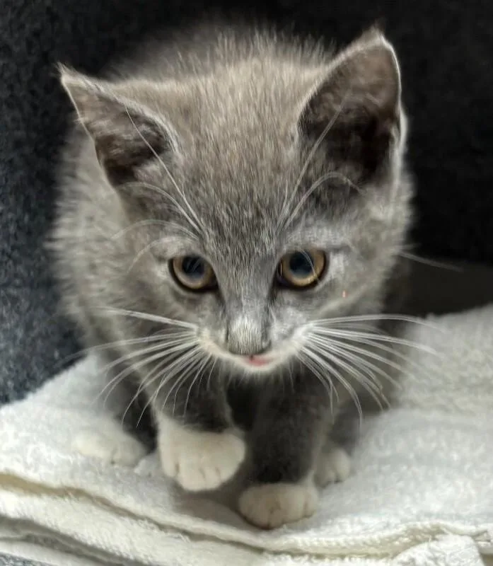 A young small-sized female Gray / Blue / Silver Domestic Short Hair cat named Sarah for adoption in Cincinnati, OH
