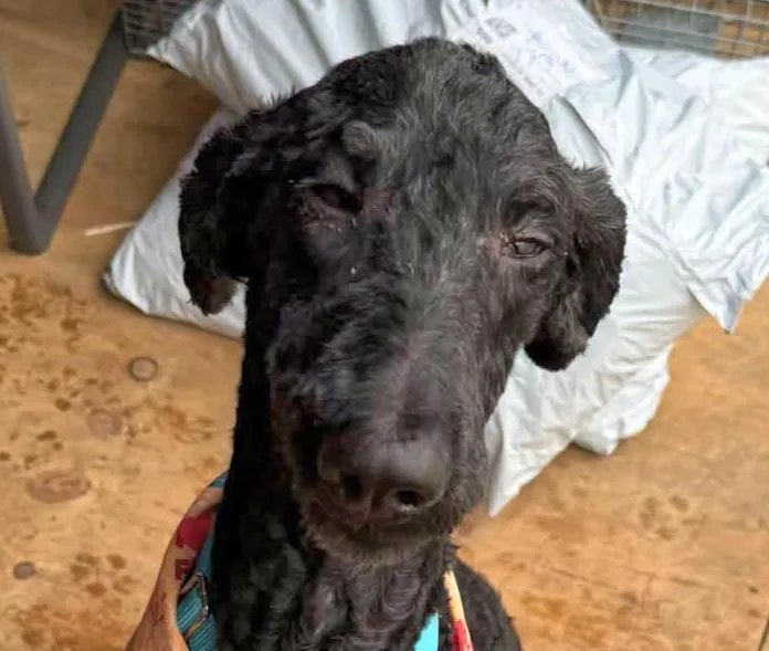 An adult medium-sized male Poodle dog named Shadow for adoption in Euclid, OH