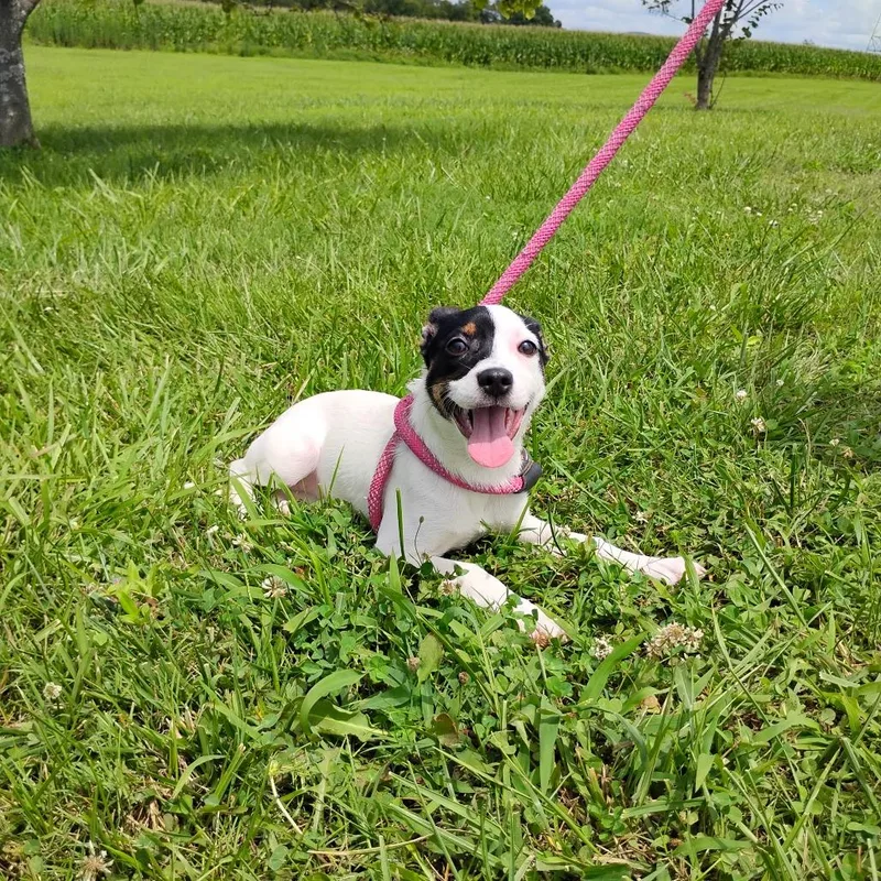A baby small-sized female White / Cream Mixed Breed dog named Uma for adoption in Winchester, TN