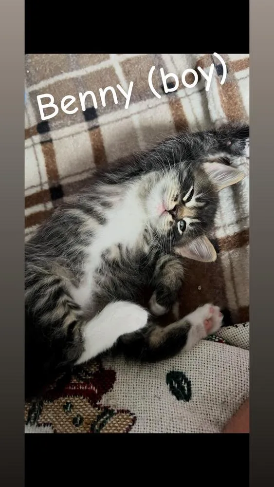 A baby small-sized male Domestic Short Hair cat named Benny for adoption in Telford, PA