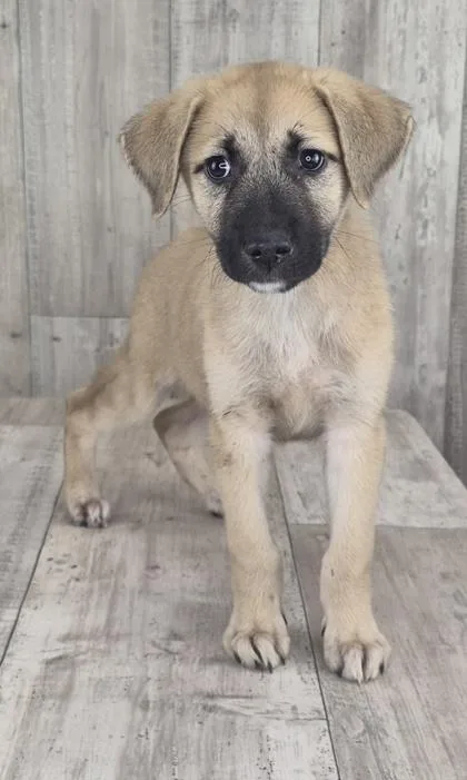 An adult small-sized female Mixed Breed dog named Slushy for adoption in Shreveport, LA
