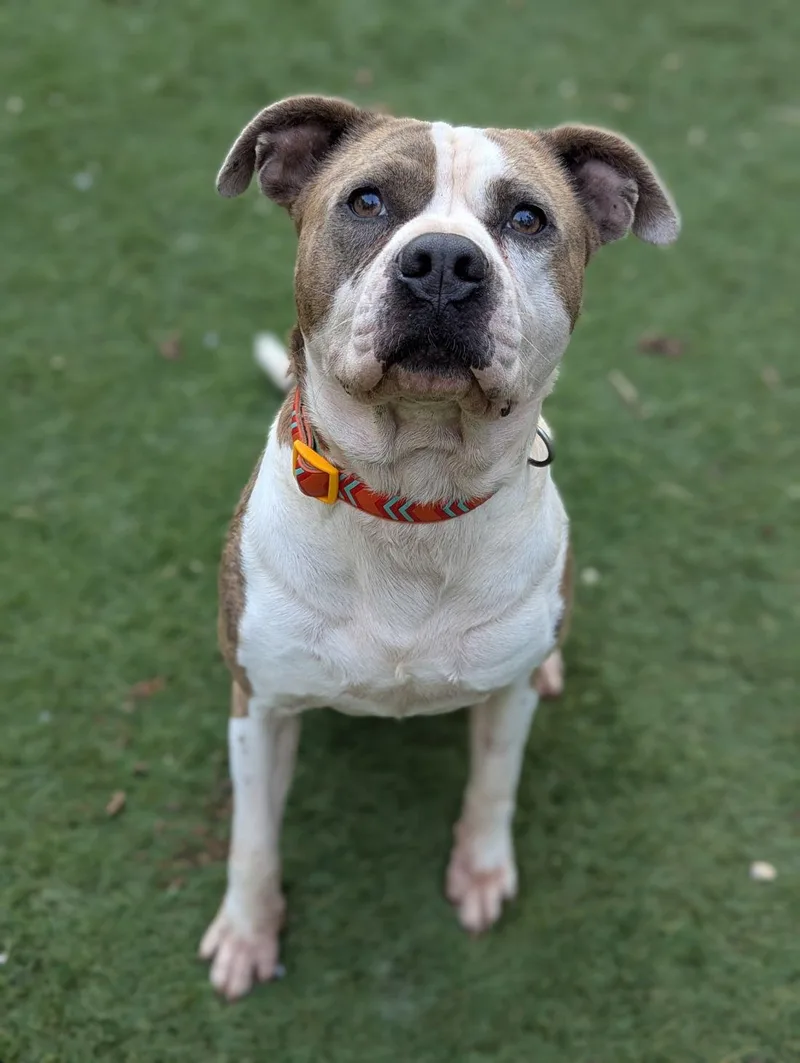 Osbourne thumbnail 3