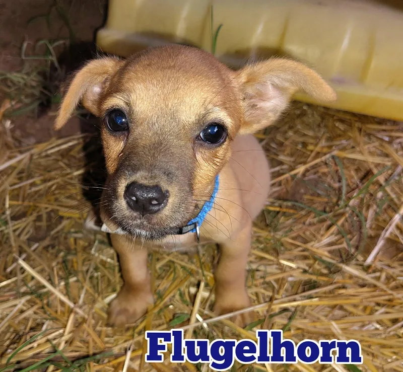A baby medium-sized male Chihuahua dog named Flugelhorn for adoption in New Baltimore, MI