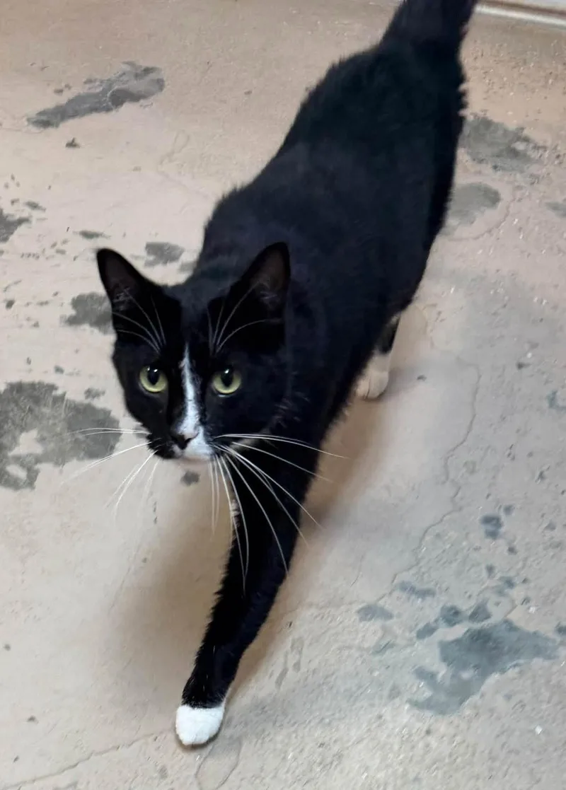 An adult medium-sized male Black & White / Tuxedo Tuxedo cat named Jackson for adoption in Carthage, IL