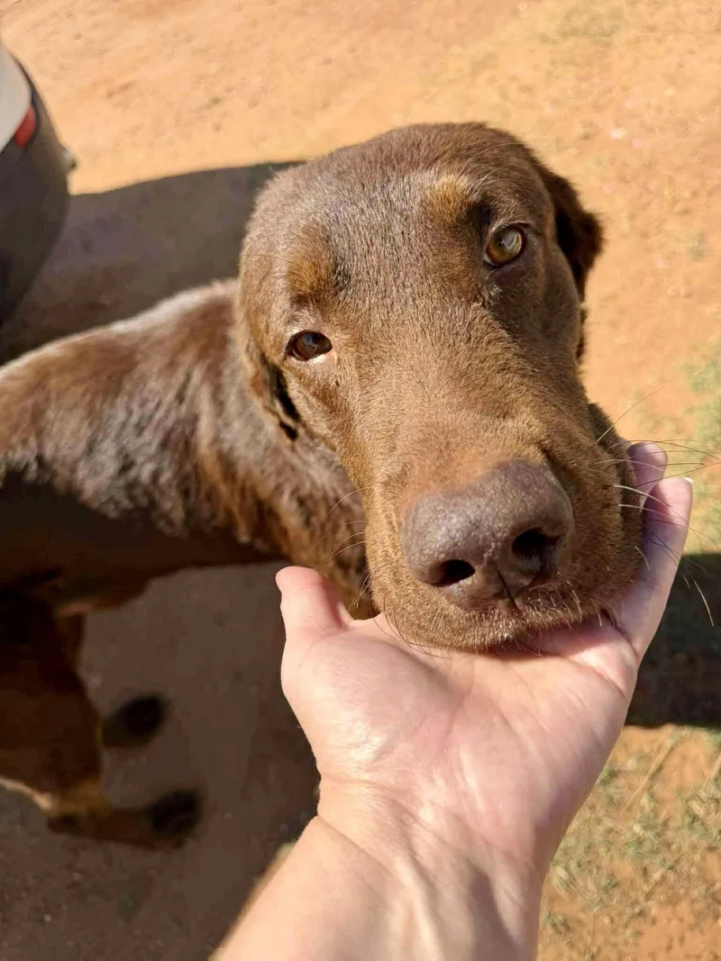 A young medium-sized male Brown / Chocolate Labrador Retriever dog named Mocha for adoption in Dripping Springs, TX