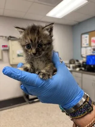 A baby small-sized female Domestic Short Hair cat named Mothwing for adoption in Gastonia, NC