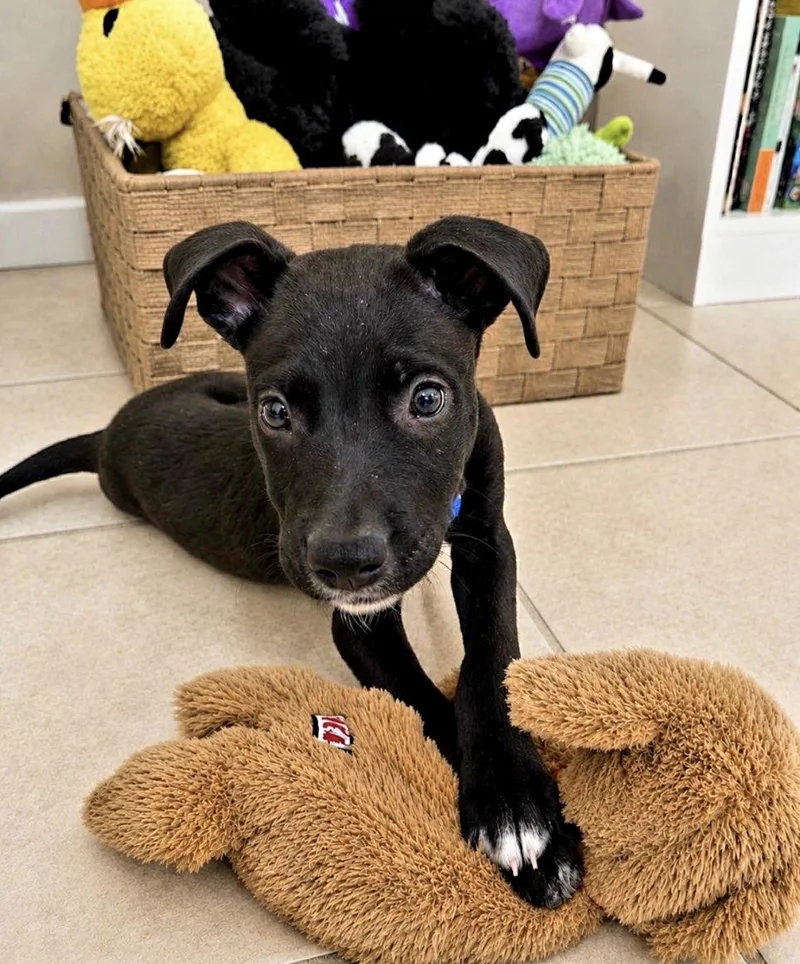 Baby Ollie thumbnail 3