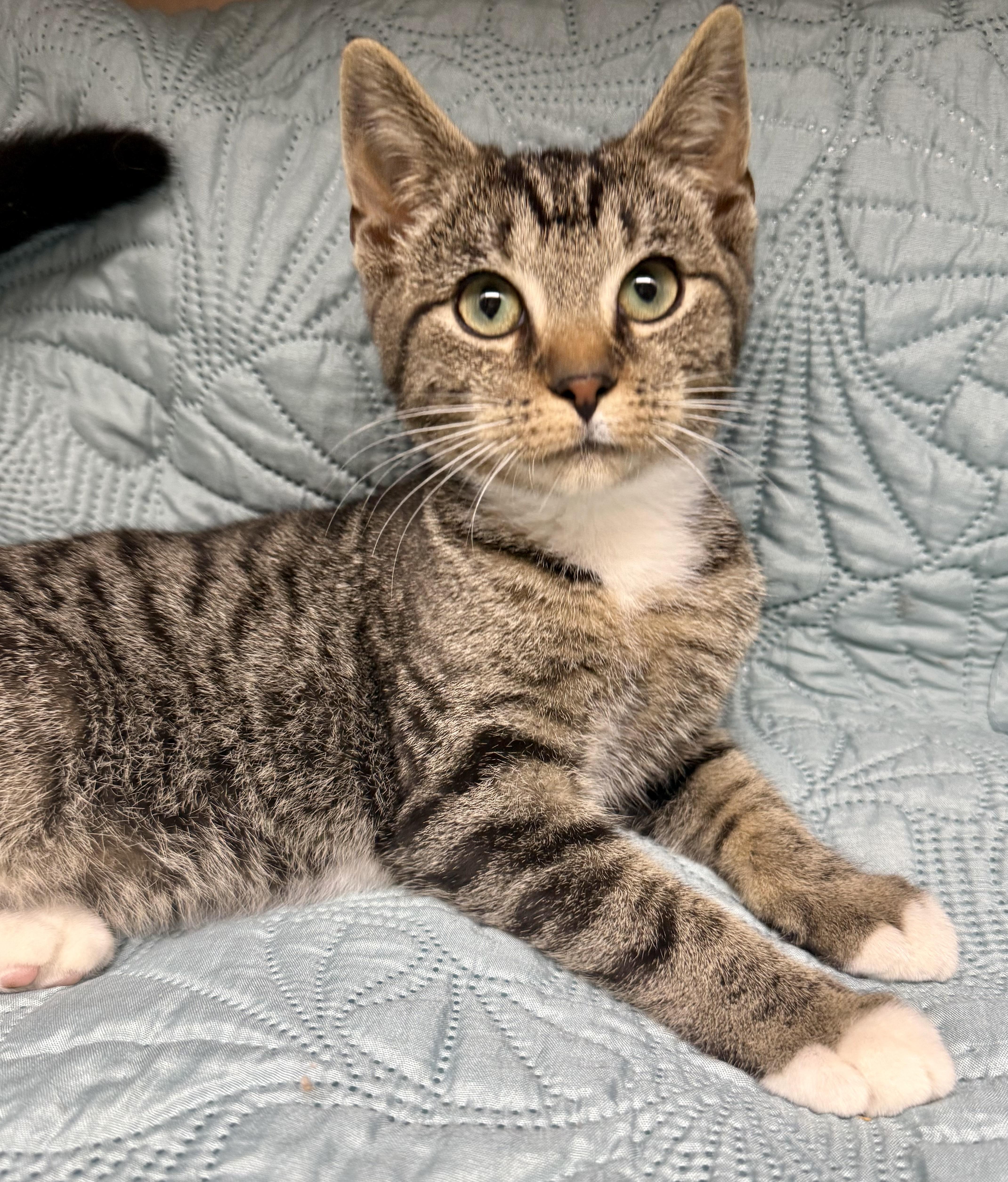 A baby medium-sized male Domestic Short Hair cat named Reed for adoption in Frewsburg, NY