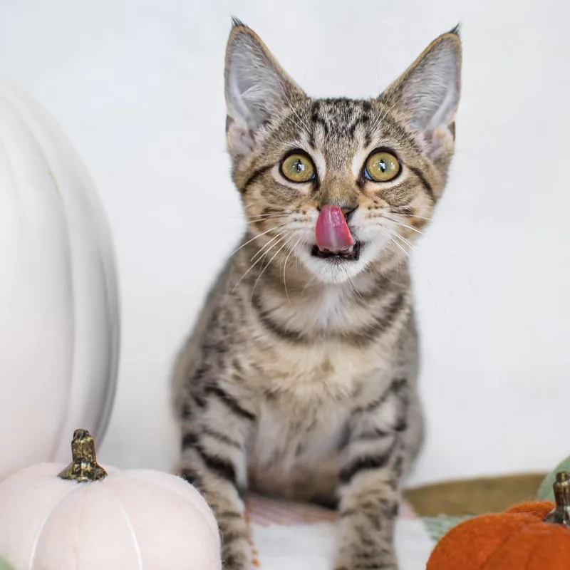 A young medium-sized male Tabby (Brown / Chocolate) Domestic Short Hair cat named Pesto for adoption in Parkland, FL