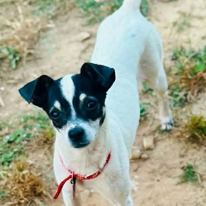 An adult small-sized male White / Cream Rat Terrier dog named Ct Moose for adoption in Stormville, NY