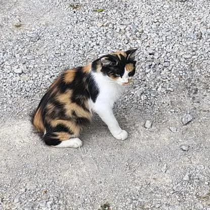 A young small-sized female Calico Domestic Medium Hair cat named Callie for adoption in CHANUTE, KS