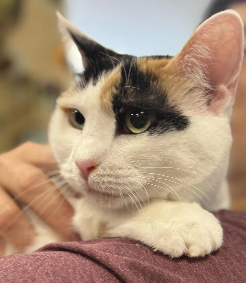 Reese Whiskerspoon thumbnail 2