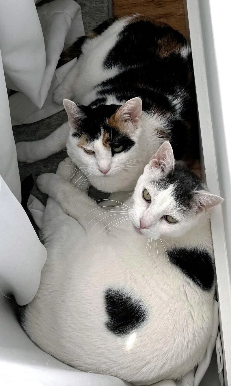 Reese Whiskerspoon thumbnail 3