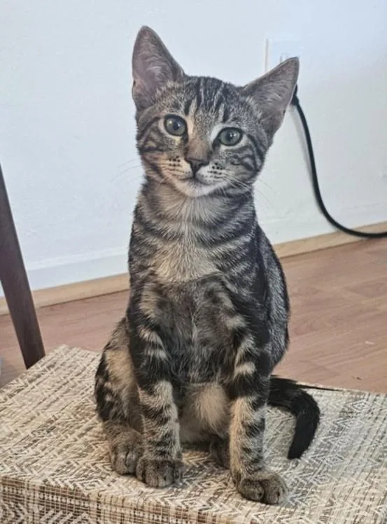 A baby small-sized male Domestic Short Hair cat named Indy for adoption in Burbank, CA