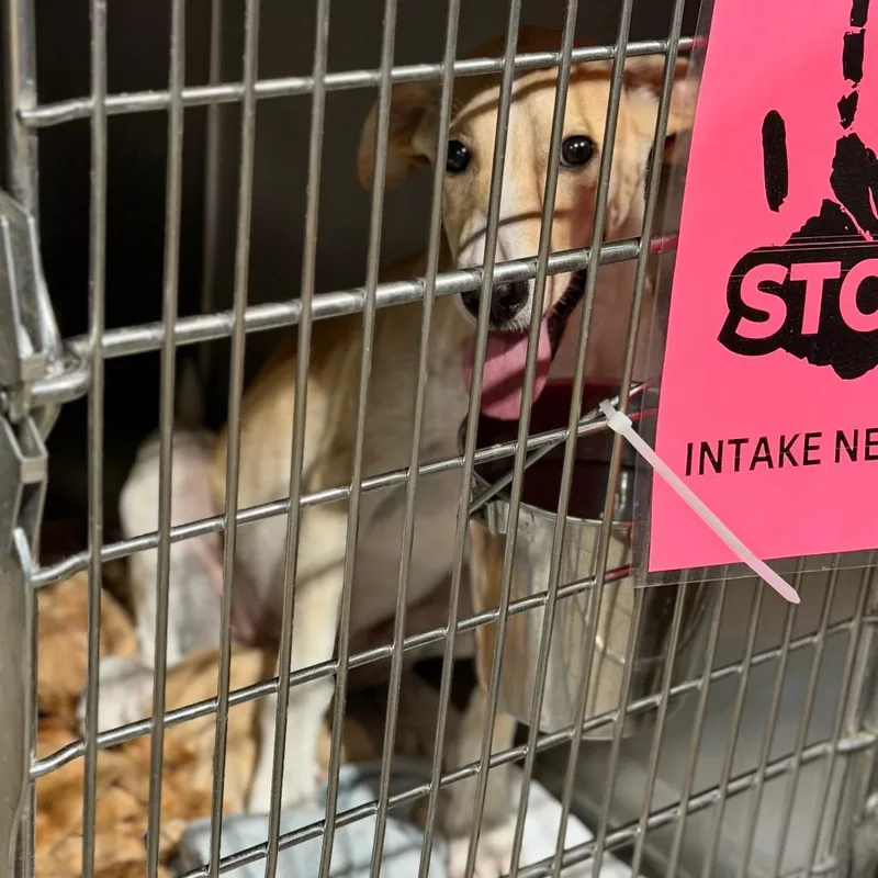 A young medium-sized female Terrier dog named Nilla for adoption in Fort Smith, AR