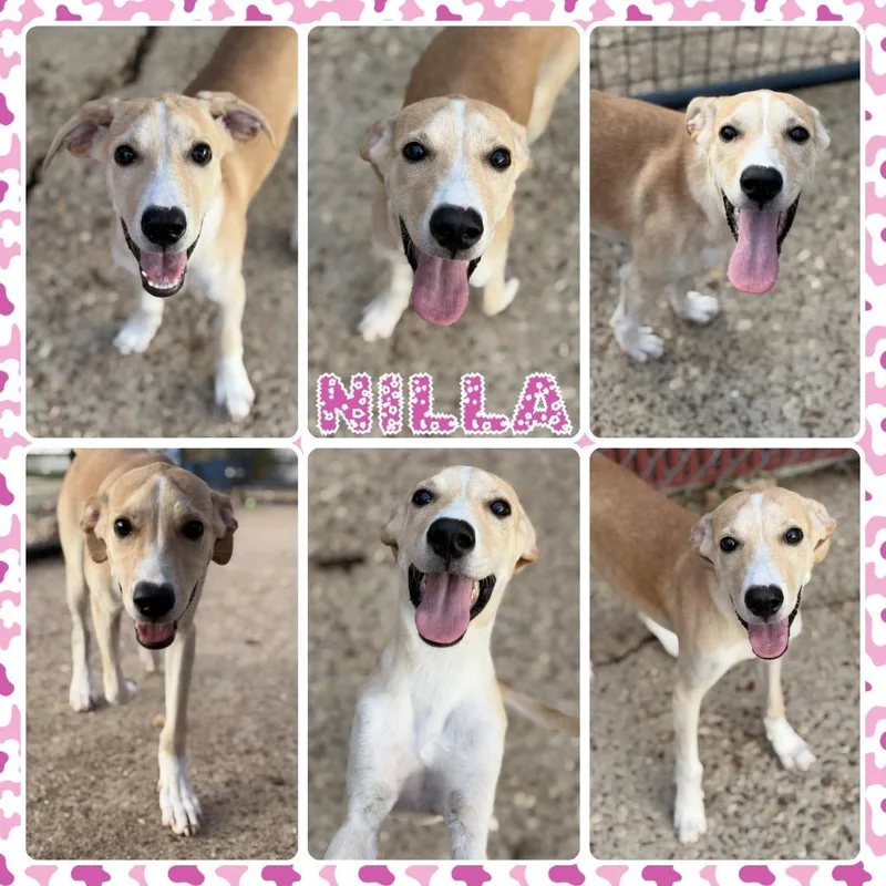 Nilla thumbnail 2