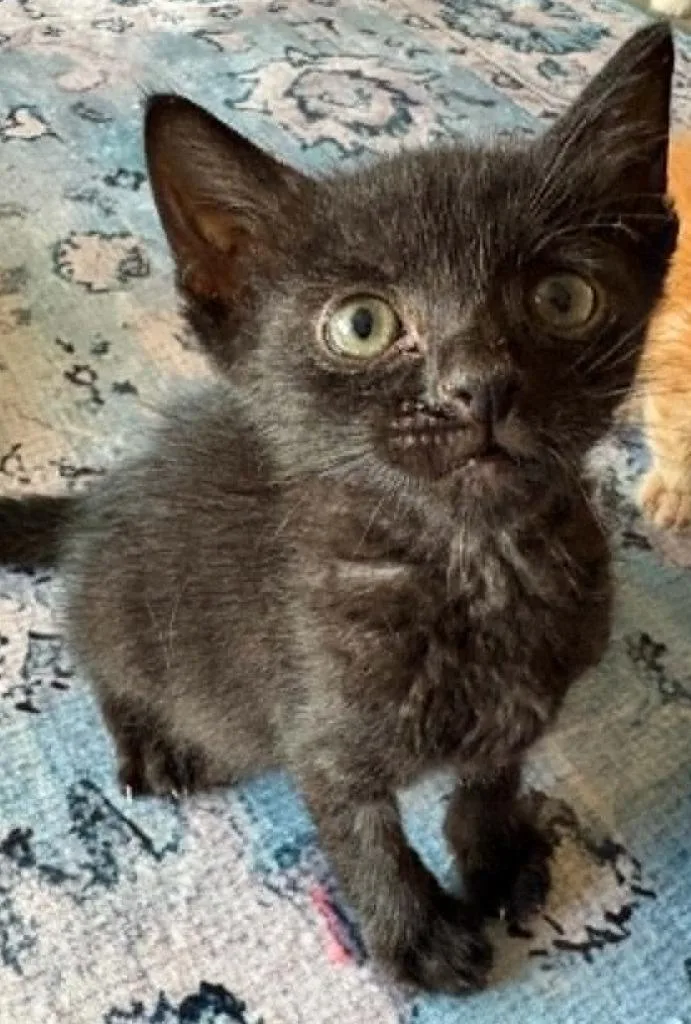 A baby small-sized female Domestic Short Hair cat named Mopsy Dazzle for adoption in Newnan, GA