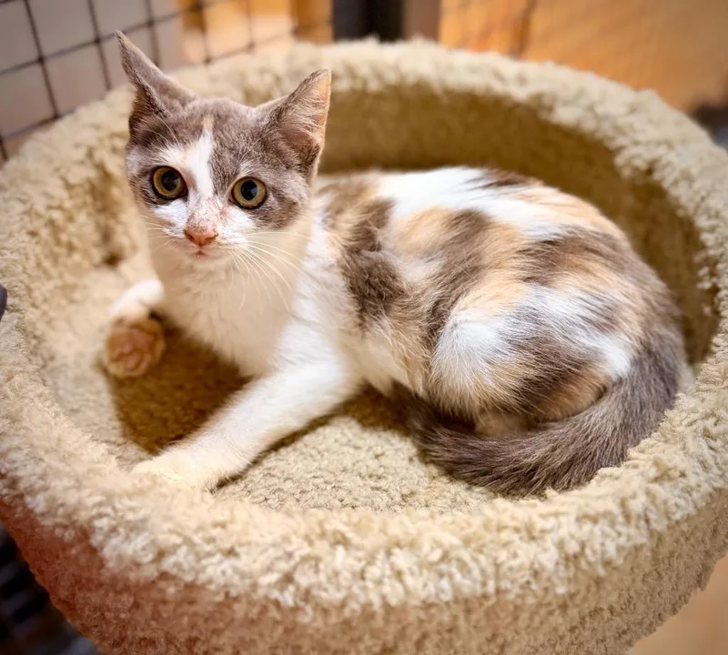 A baby small-sized female Domestic Short Hair cat named T  Peanut for adoption in Newnan, GA