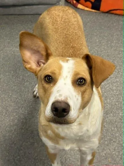 An adult large-sized female Mixed Breed dog named Carla for adoption in Munster, IN