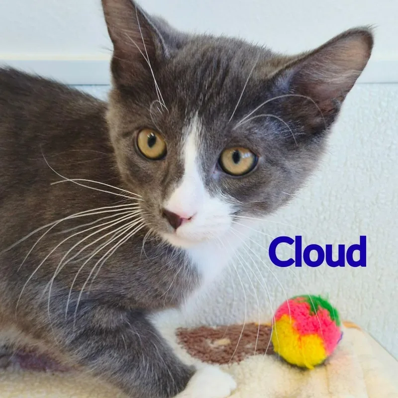 A baby medium-sized male Domestic Short Hair cat named Cloud for adoption in North Saint Paul, MN