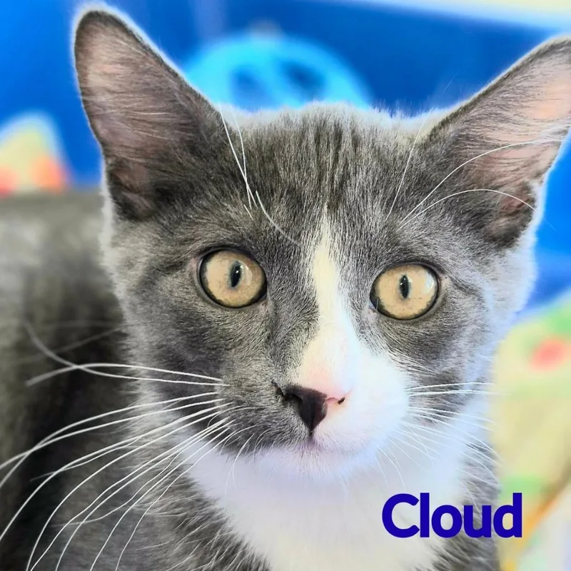 Cloud thumbnail 2