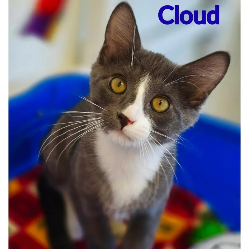 Cloud thumbnail 3