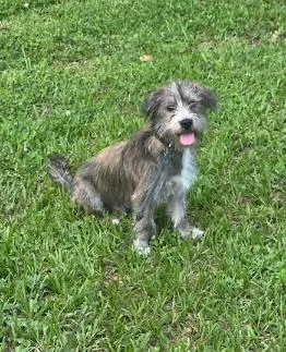 Banjo