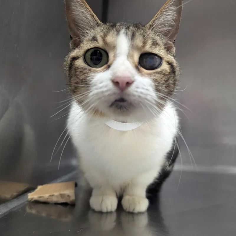 A senior medium-sized female Domestic Short Hair cat named Stella for adoption in Birmingham, AL