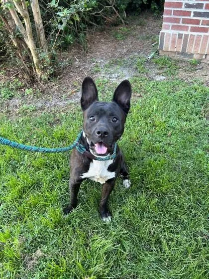 An adult large-sized male Mixed Breed dog named Loki for adoption in Savannah, GA