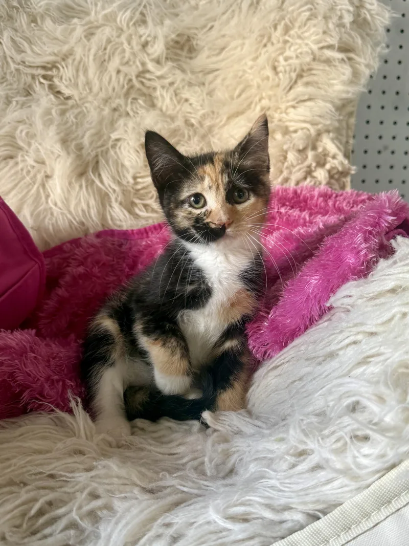 A baby medium-sized female Domestic Medium Hair cat named Chai for adoption in Jefferson, LA