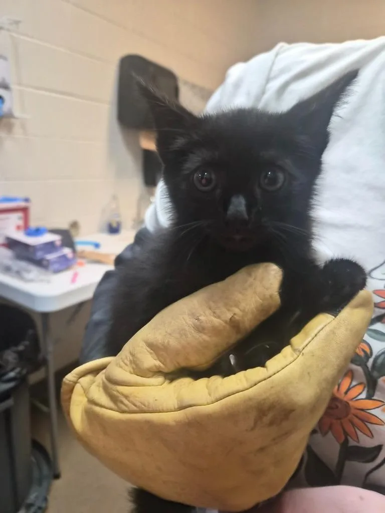 A baby small-sized male Domestic Short Hair cat named Gato Con El Picante for adoption in Rome, GA