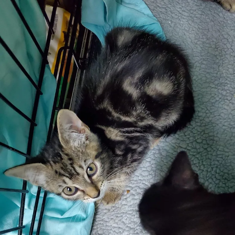 A baby small-sized female Brown / Chocolate Domestic Short Hair cat named Cold Brew for adoption in Melrose, FL