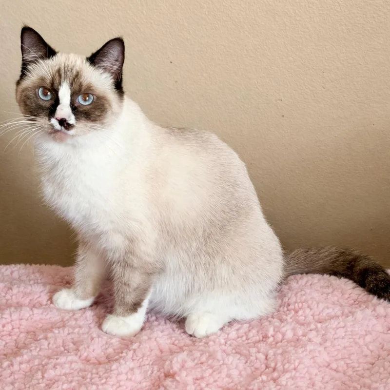 A young medium-sized female Buff & White Ragdoll cat named Sweet Girl Rag Mix for adoption in Glendora, CA