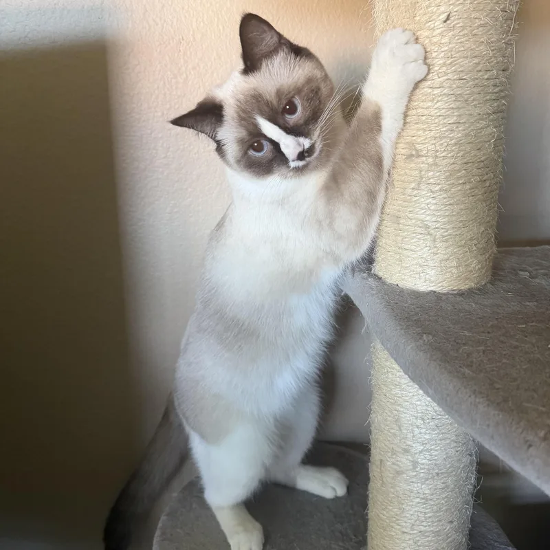 Sweet Girl Rag Mix thumbnail 2