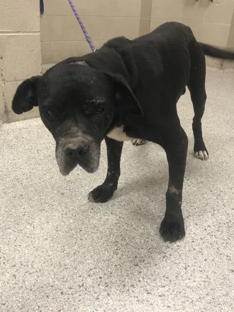 An adult medium-sized male Pit Bull Terrier dog named Freeman for adoption in Conroe, TX