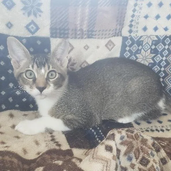 A baby small-sized male Tabby (Brown / Chocolate) Domestic Short Hair cat named Rootbeer for adoption in Panama City Beach, FL