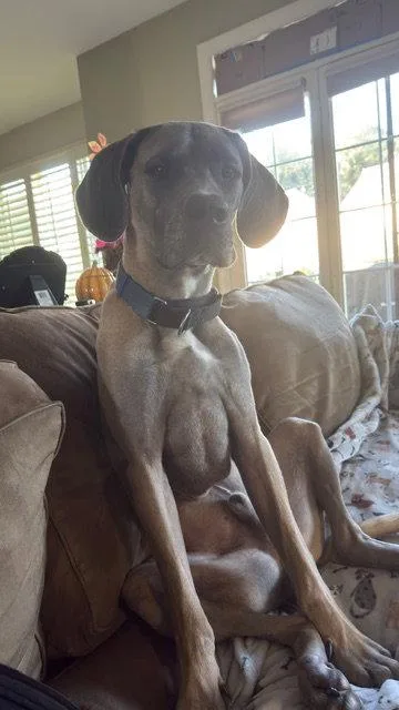 An adult medium-sized male Great Dane dog named Slim Jim for adoption in Chambersburg, PA
