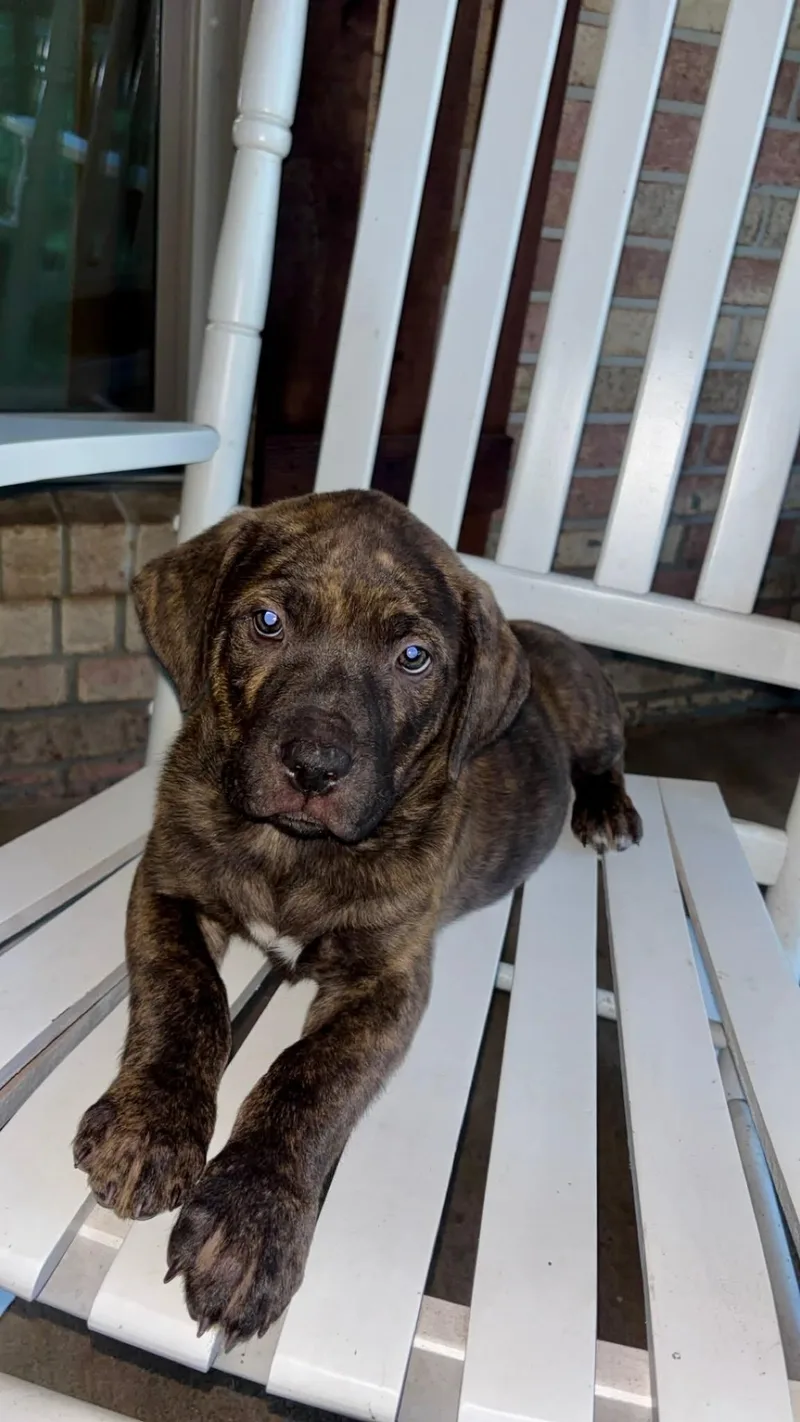 Roscoe