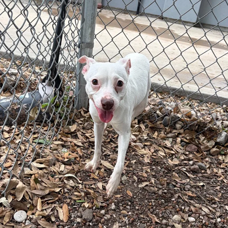 An adult small-sized female Whippet dog named Odette Gch for adoption in Rockaway, NJ