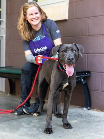 An adult large-sized male Mixed Breed dog named Brighton for adoption in Chamblee, GA