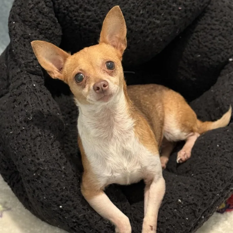 An adult small-sized female Brown / Chocolate Chihuahua dog named Willow for adoption in Hawthorne, CA