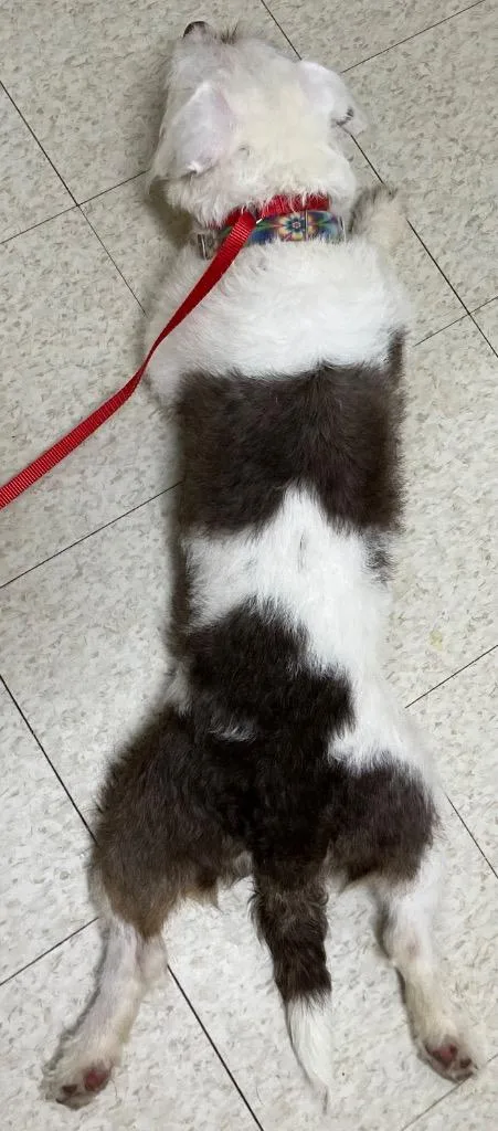 A young medium-sized female Bichon Frise dog named Lady Luck for adoption in Fall River, MA