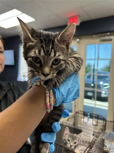 A baby small-sized male Domestic Short Hair cat named Hondo for adoption in San Antonio, TX